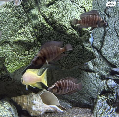 תמונת מודעה - חיות מחמד