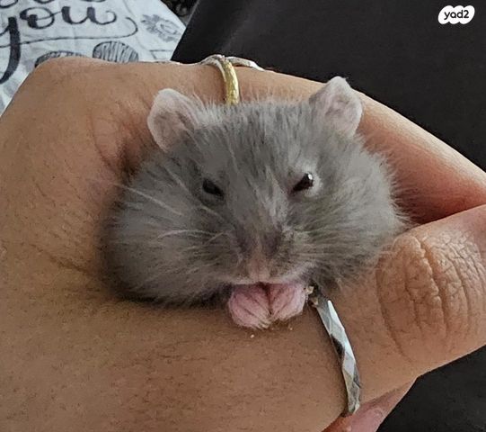 תמונת מודעה - חיות מחמד