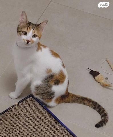 תמונת מודעה - חיות מחמד