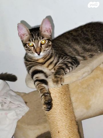 תמונת מודעה - חיות מחמד