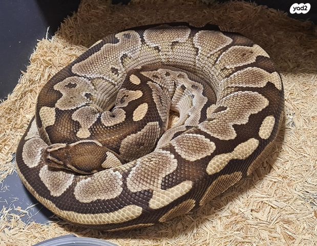 תמונת מודעה - חיות מחמד