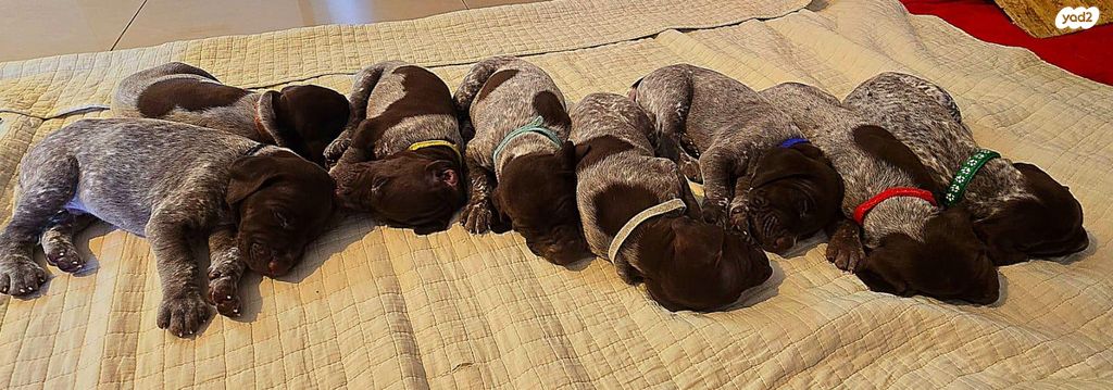 תמונת מודעה - חיות מחמד