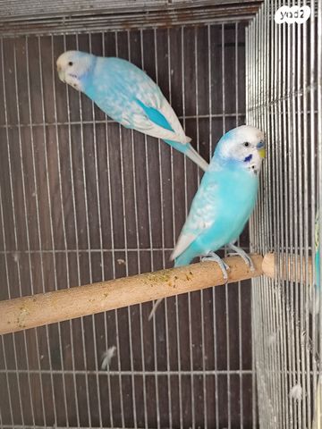 תמונת מודעה - חיות מחמד