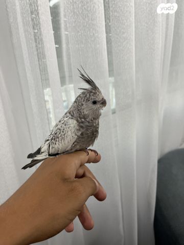 תמונת מודעה - חיות מחמד