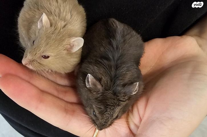 מכרסם אוגר סיבירי