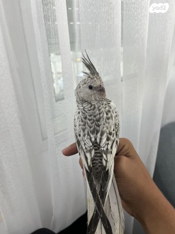 תוכי קוקוטייל