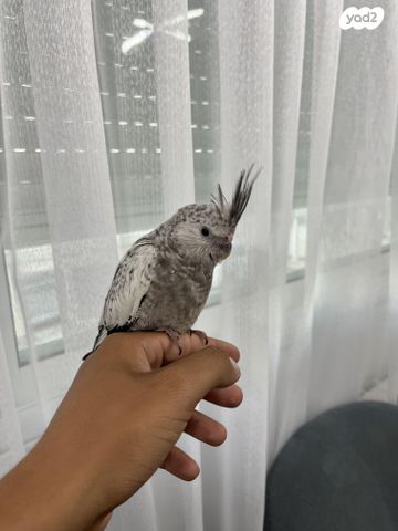 תוכי קוקוטייל