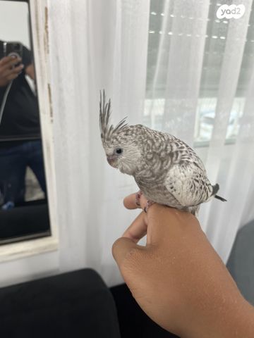 תוכי קוקוטייל