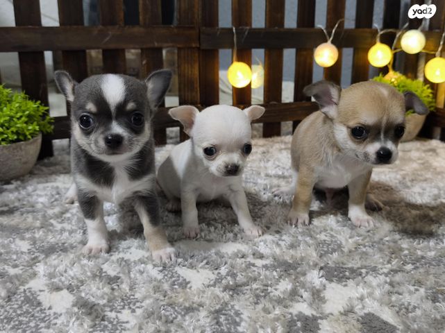 כלב צ'יוואווה