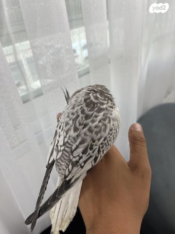 תוכי קוקוטייל