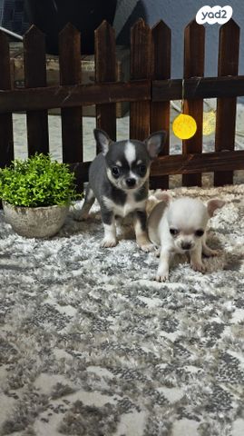 כלב צ'יוואווה