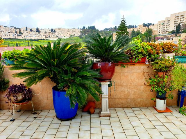 שלמה בן יוסף 250