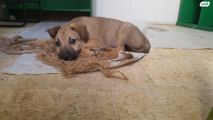 תמונת מודעה - חיות מחמד