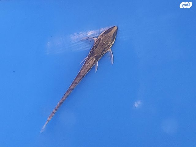 תמונת מודעה - חיות מחמד