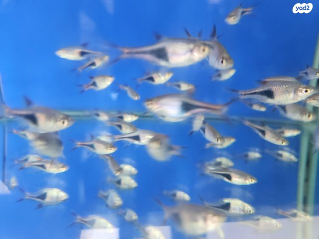 תמונת מודעה - חיות מחמד