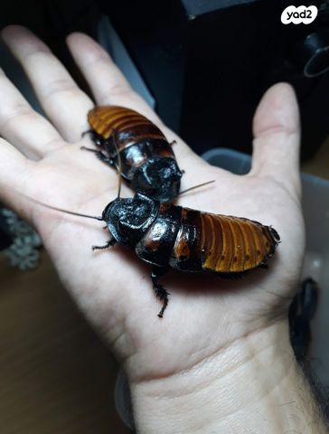 תמונת מודעה - חיות מחמד