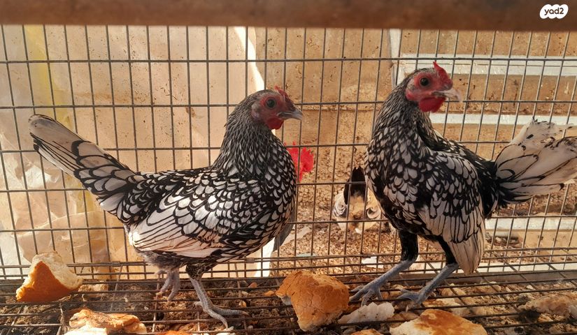 תמונת מודעה - חיות מחמד