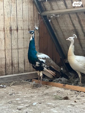 תמונת מודעה - חיות מחמד