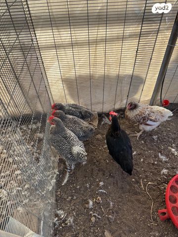 תמונת מודעה - חיות מחמד