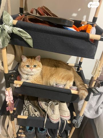 תמונת מודעה - חיות מחמד