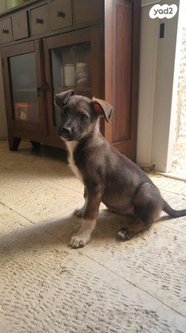 תמונת מודעה - חיות מחמד