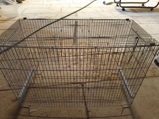 תמונת מודעה - חיות מחמד