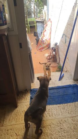 כלב רועה בלגי