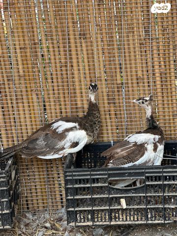חיית משק הודו