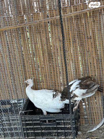 חיית משק הודו