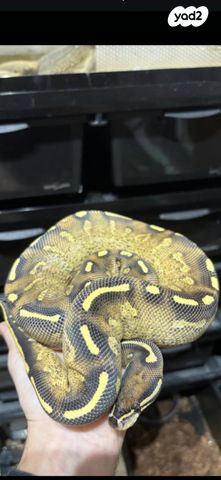 תמונת מודעה - חיות מחמד