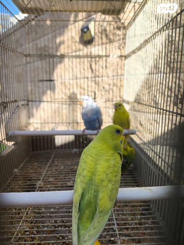 תמונת מודעה - חיות מחמד