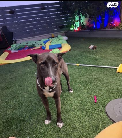 תמונת מודעה - חיות מחמד