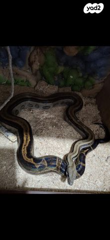 תמונת מודעה - חיות מחמד