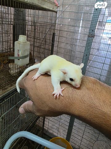 תמונת מודעה - חיות מחמד