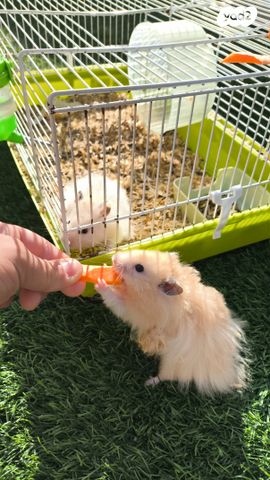 תמונת מודעה - חיות מחמד