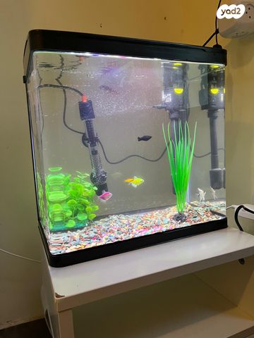 תמונת מודעה - חיות מחמד