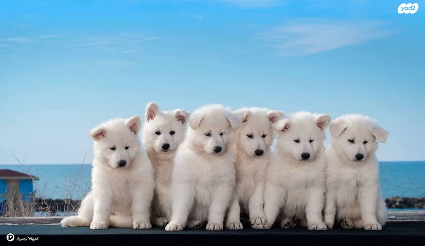 תמונת מודעה - חיות מחמד