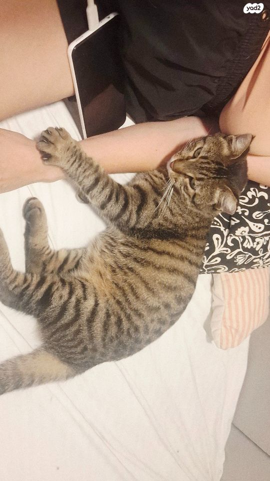 תמונת מודעה - חיות מחמד