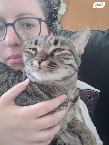 תמונת מודעה - חיות מחמד