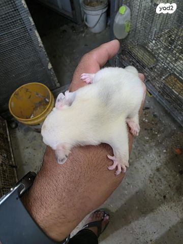 תמונת מודעה - חיות מחמד