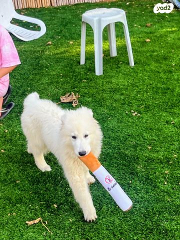 כלב רועה שוויצרי לבן