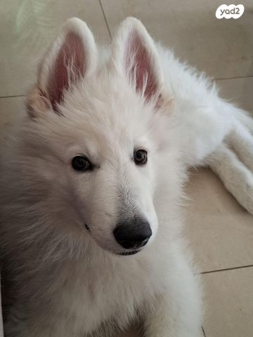 כלב רועה שוויצרי לבן