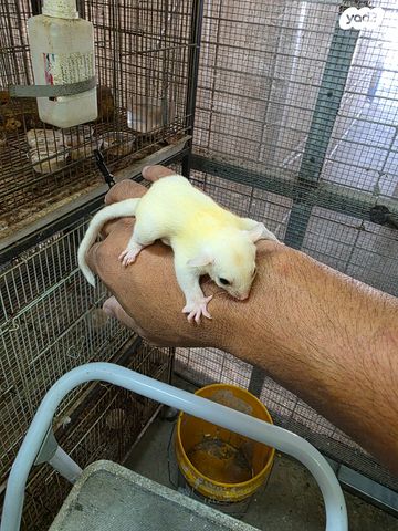 מכרסם סנאי מעופף \ שוגר