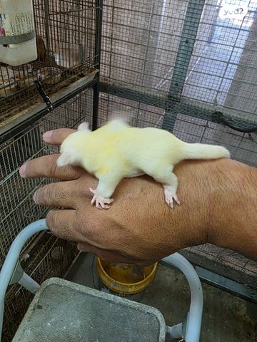 מכרסם סנאי מעופף \ שוגר