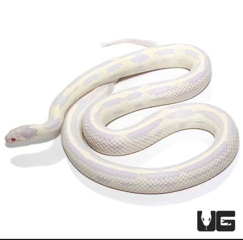 זוחל קינג סנייק