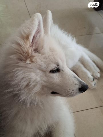 כלב רועה שוויצרי לבן