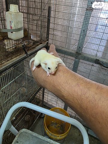 מכרסם סנאי מעופף \ שוגר