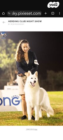 כלב רועה שוויצרי לבן