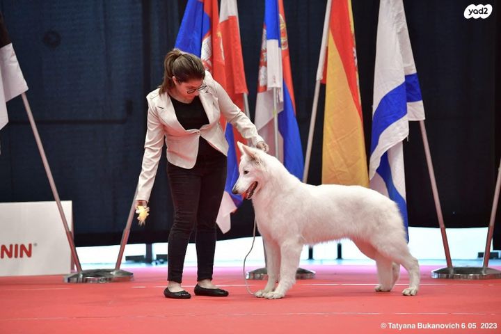כלב רועה שוויצרי לבן