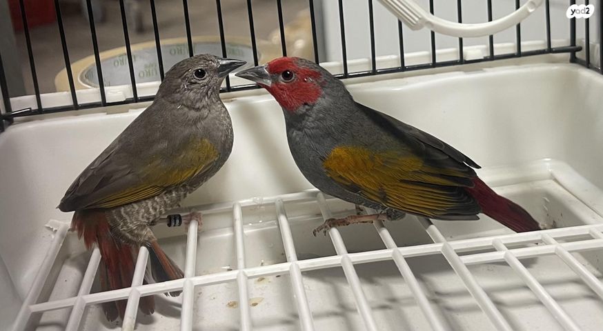 תמונת מודעה - חיות מחמד